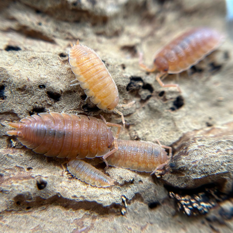 Porcellio scaber (orange)