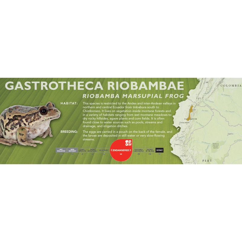 Riobamba Marsupial Frog (Gastrotheca riobambae) – Classic Vivarium Label