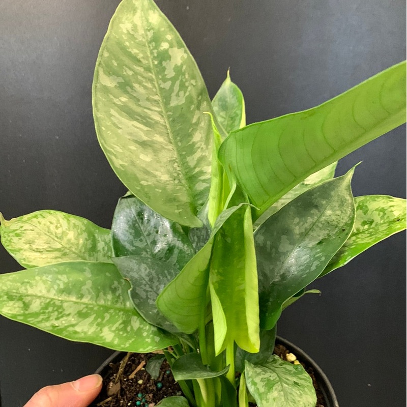 Schismatoglottis motleyanus