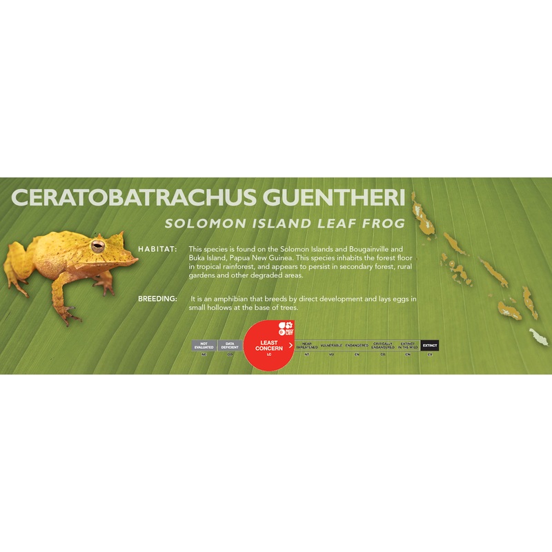 Solomon Island Leaf Frog (Ceratobatrachus guentheri) – Classic Vivarium Label