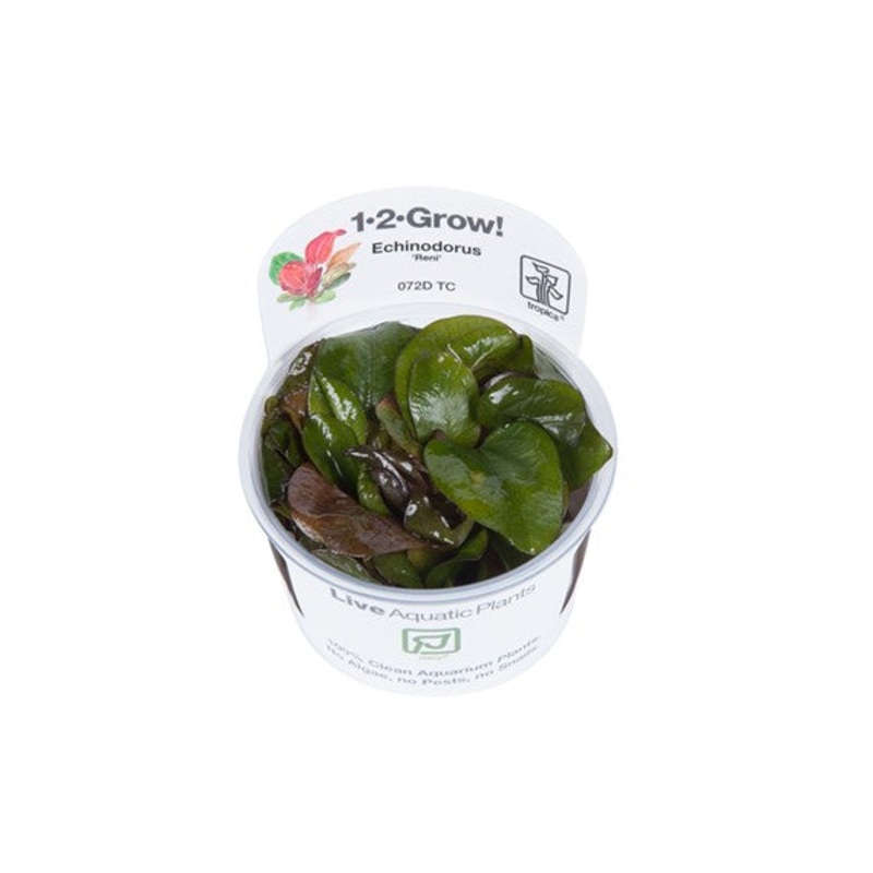 Tropica Echinodorus Reni 1-2- Grow