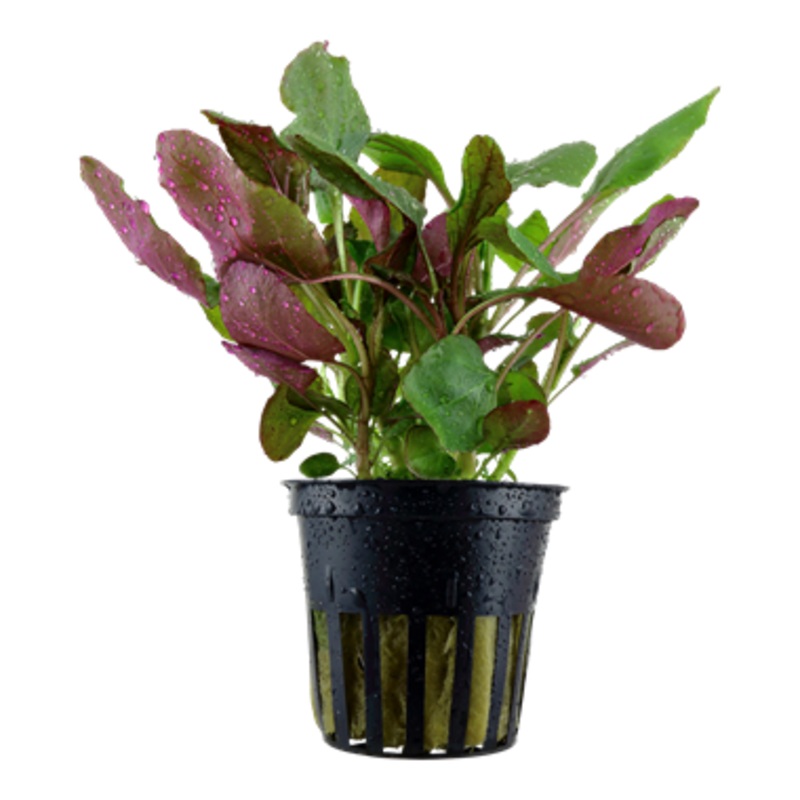 Tropica Lobelia cardinalis