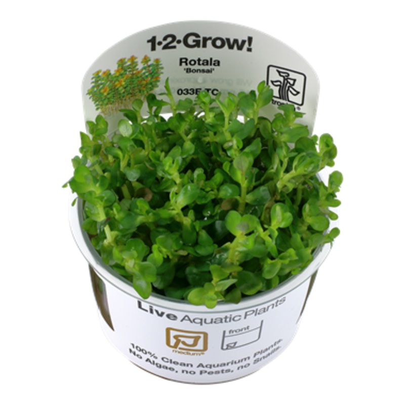 Tropica Rotala indica ‘Bonsai’ 1-2-Grow