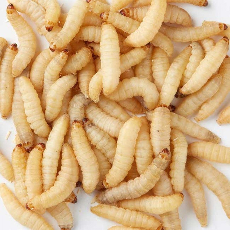 Waxworms To Go Pack 50 Waxworms