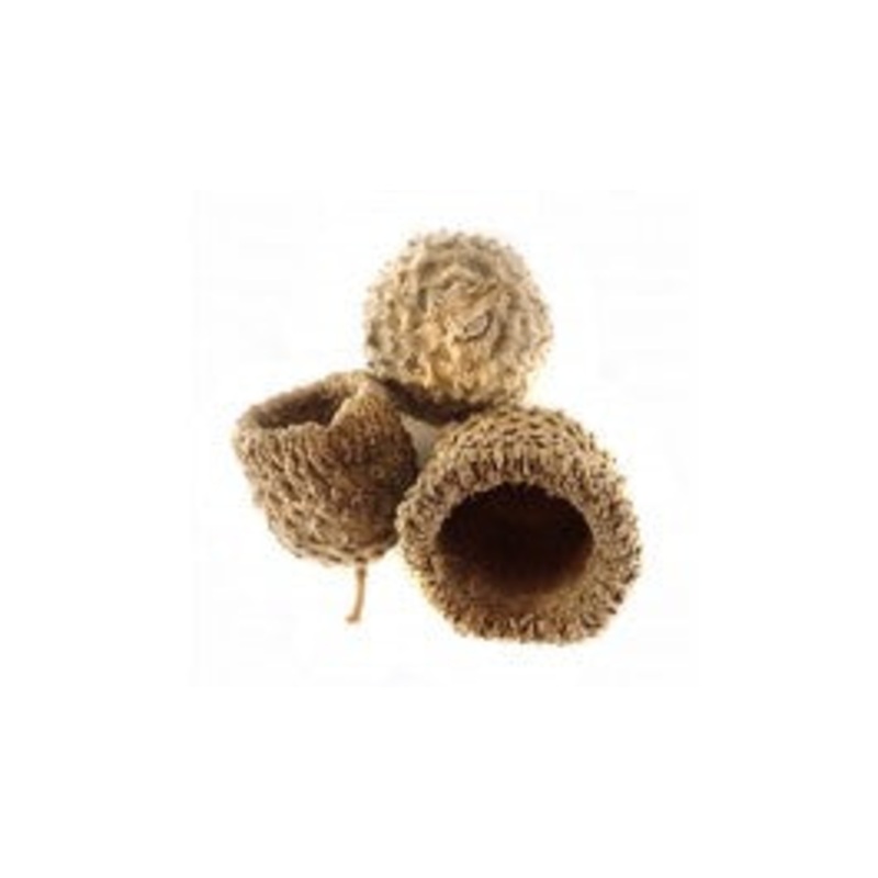 White Oak Acorn Caps (Includes 5 Caps)