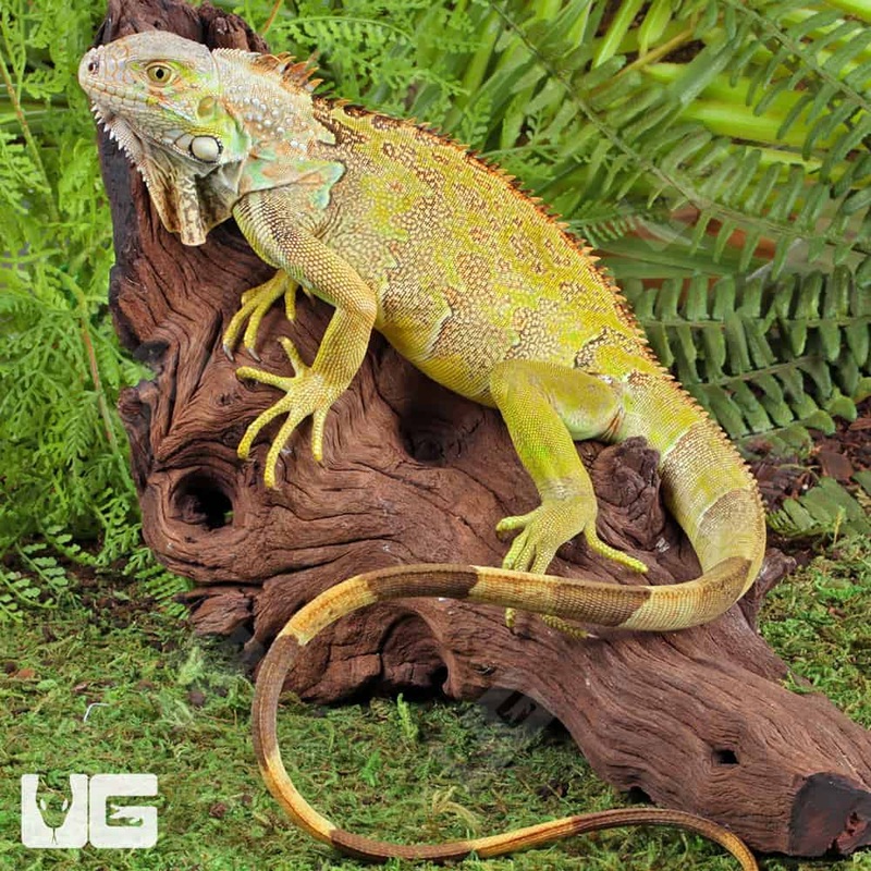 Yearling Green Iguanas(Iguana iguana) For Sale