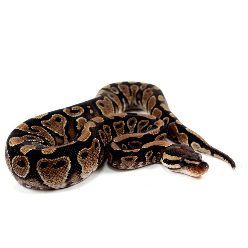 Yellow Belly het Clown Ball Python