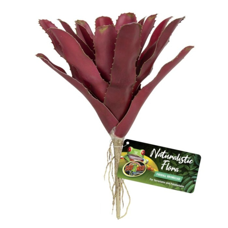 ZM Fireball Bromeliad