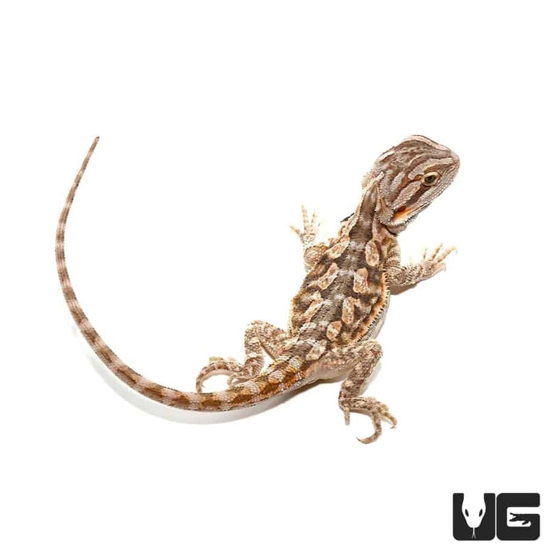 6-8 Inch Blue Bar Bearded Dragon For Sale