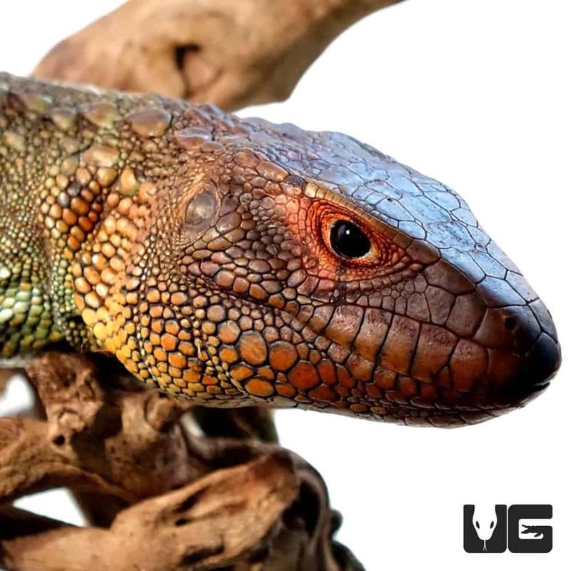 Adult Caiman Lizard For Sale