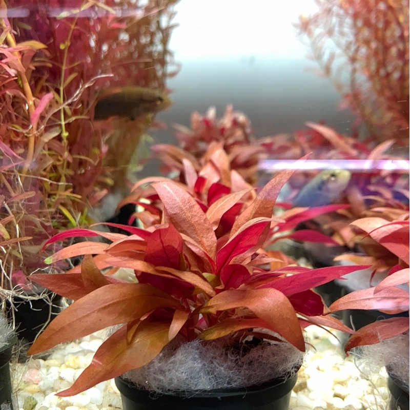 Alternanthera reineckii