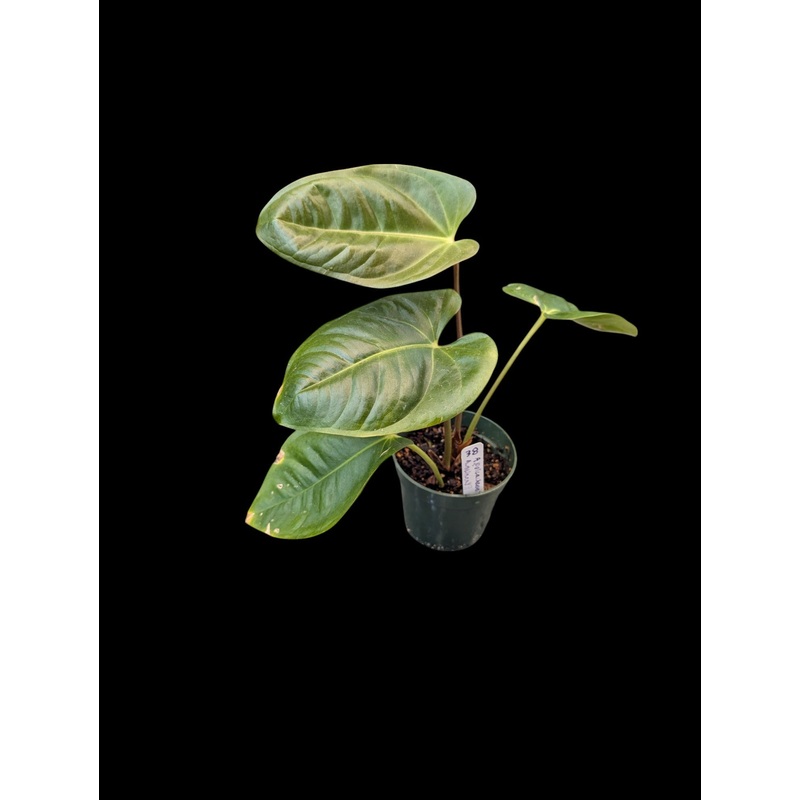 Anthurium pulcachense x delanayii A