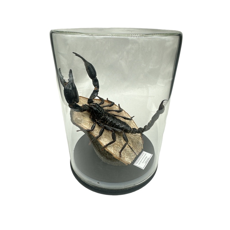 Banded Flat Rock Scorpion (Hadogenes paucidens) – Glass Dome – Large