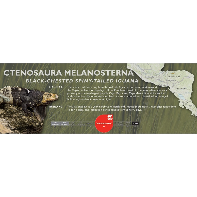 Black-Chested Spiny-Tailed Iguana (Ctenosaura melanosterna) Classic Vivarium Label