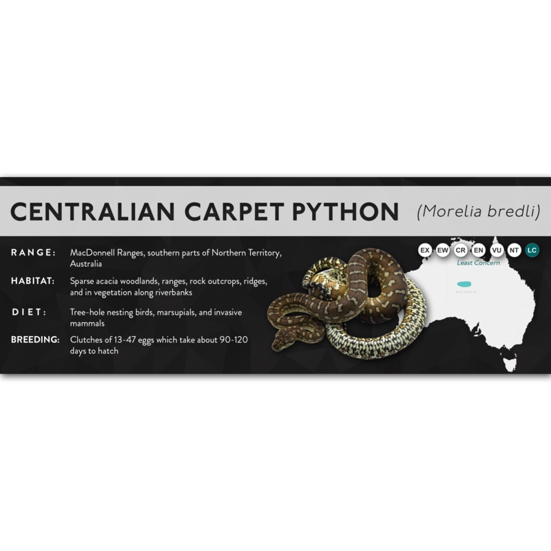 Centralian Carpet Python (Morelia bredli) – X Label Laminated Paper