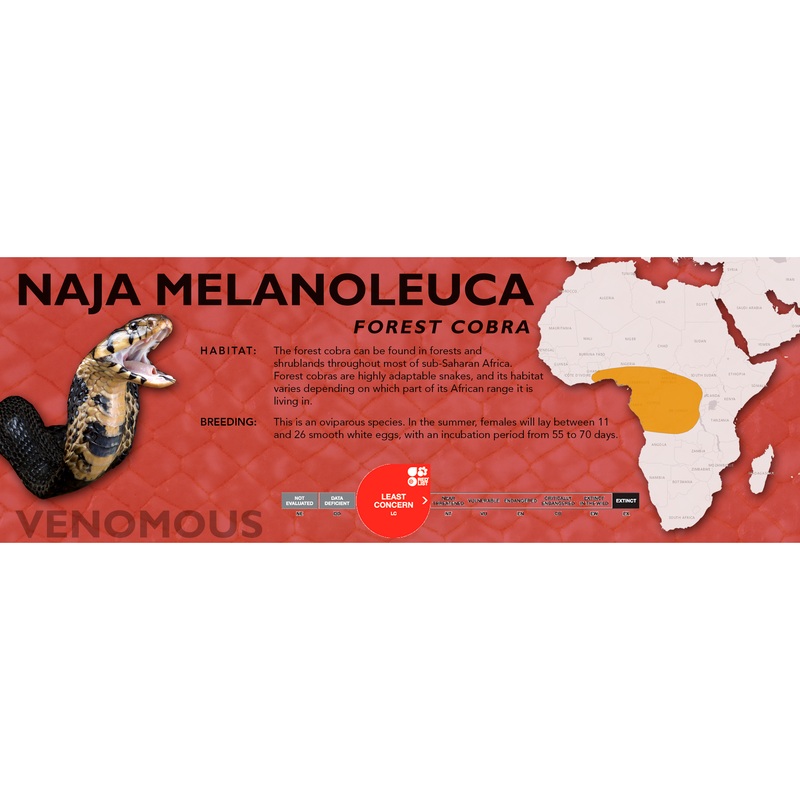 Forest Cobra (Naja melanoleuca) Classic Vivarium Label Original