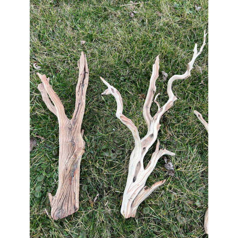 Ghostwood Branch 10