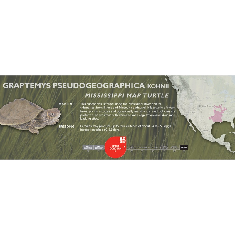 Mississippi Map Turtle (Graptemys pseudogeographica kohnii) – Classic Vivarium Label