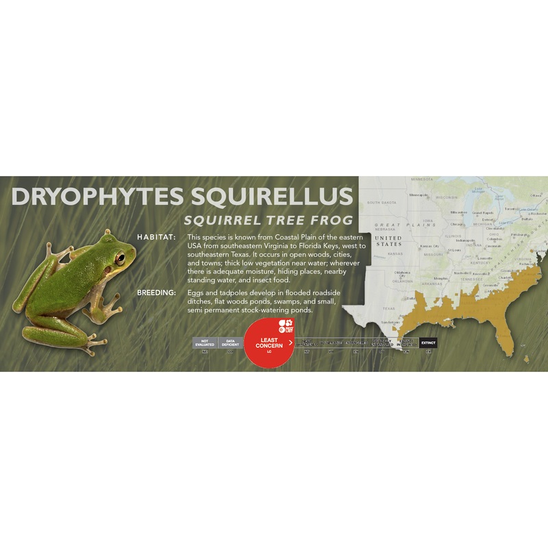 Squirrel Tree Frog (Dryophytes squirellus) – Classic Vivarium Label