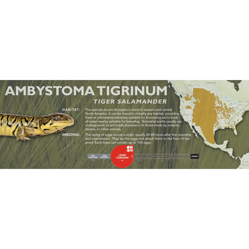 Tiger Salamander (Ambystoma tigrinum) – Classic Vivarium Label