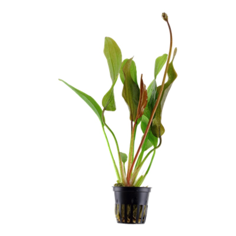 Tropica Echinodorus ‘Red Diamond’