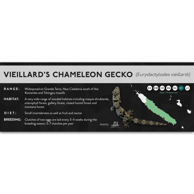 Vieillard’s Chameleon Gecko (Eurydactylodes vieillardi) – X Label Laminated Paper