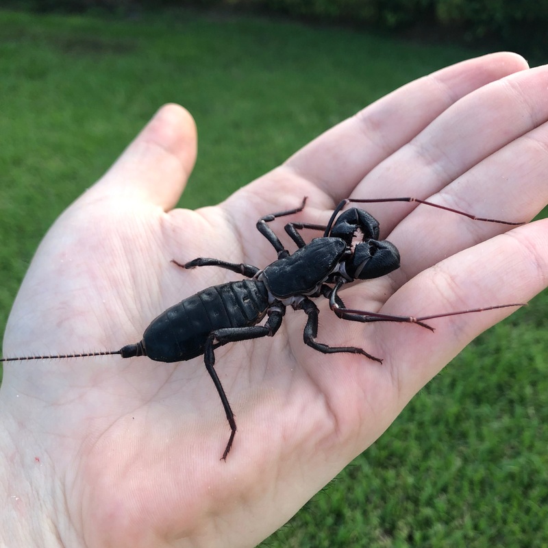 Vinegaroon