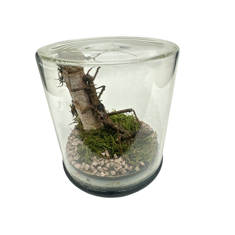 Wood Nymph Stick Insect (Haaniella grayi) – Glass Dome – Medium