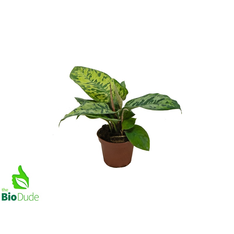 4″ Pot Homalomena Camouflage