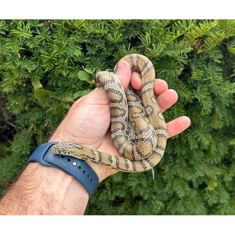 Adult Jungle Corn Snake (Female)
