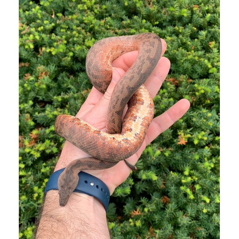 Adult Red Solomon Island Ground Boa (Male)
