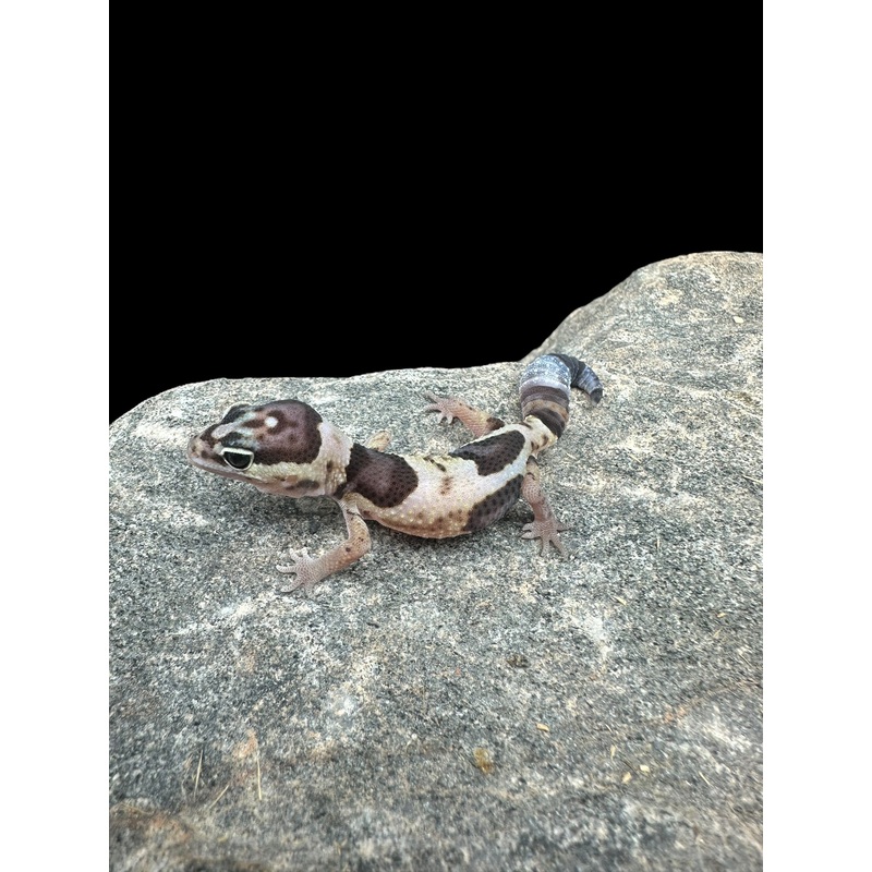 African Fat Tail Gecko (Whiteout Poss Het Amel Ghost)