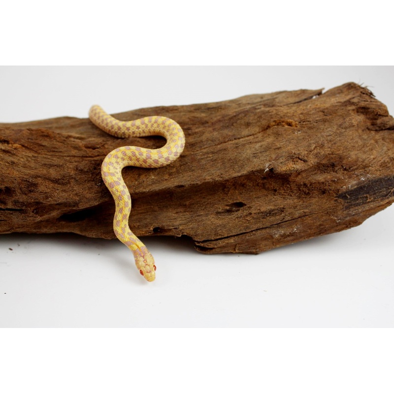 Albino Texas Checkered Garter Snake
