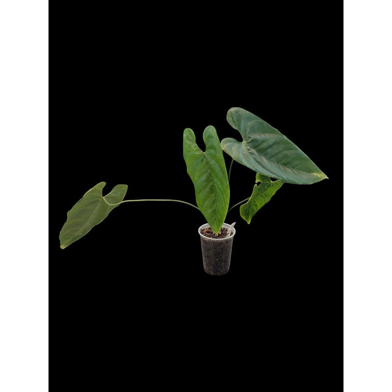 Anthurium pandurilaminum cf