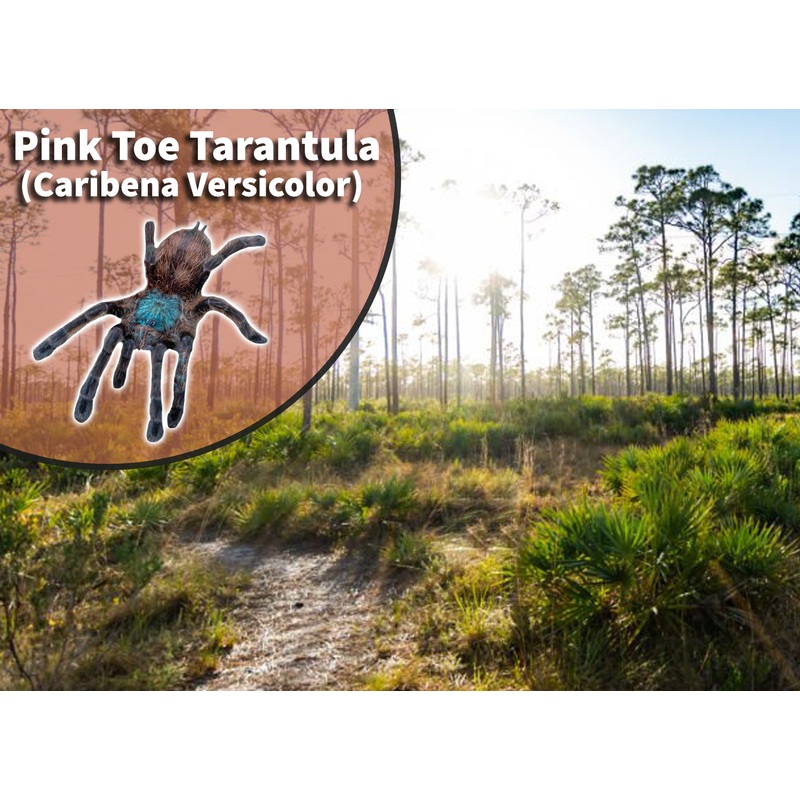 Antilles Pink Toe Tarantula (Caribena versicolor) Bioactive Vivarium Habitat Kit 12″ x 12″ or 10 gallon