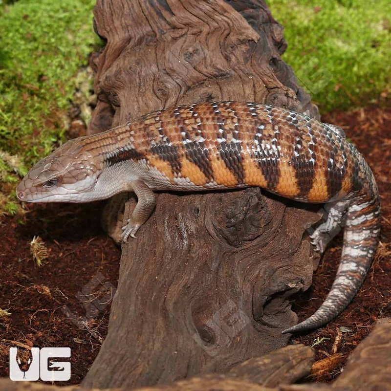 Baby Northern Blue Tongue Skinks For Sale