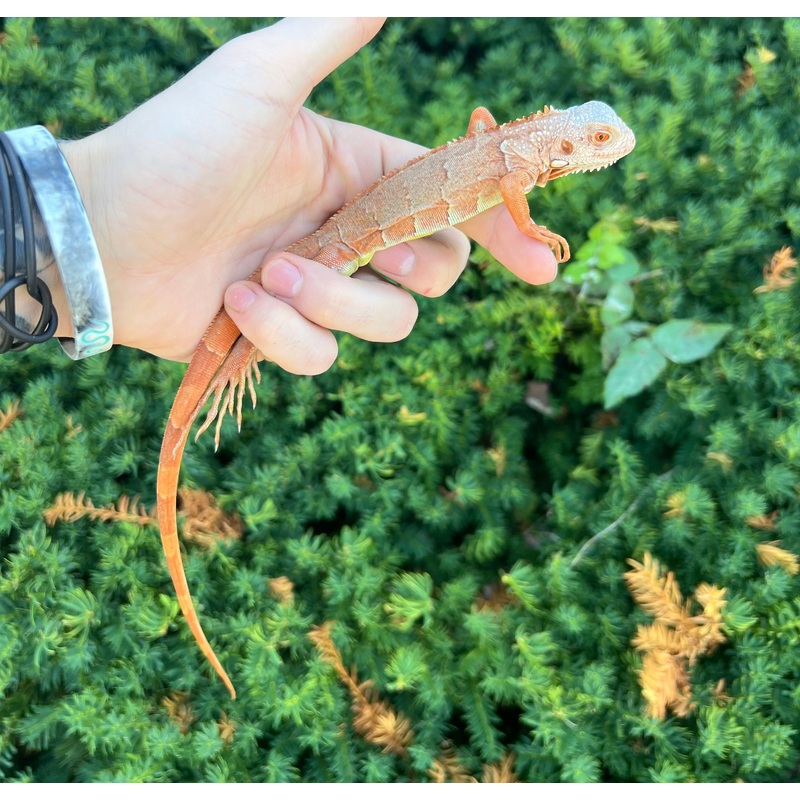 Baby Orange Sunbust Zero Green Iguana (3)