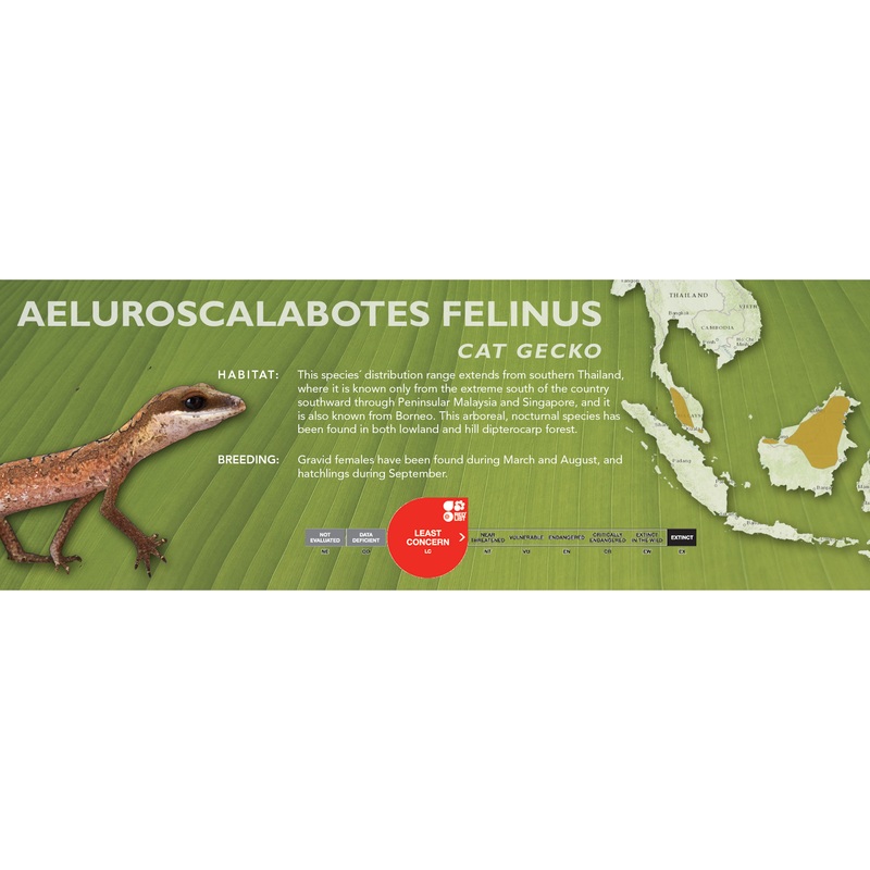 Cat Gecko (Aeluroscalabotes felinus) Classic Vivarium Label