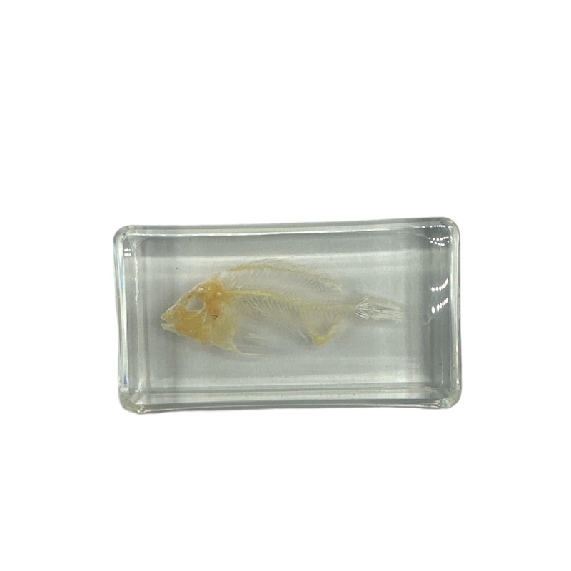 Fish Skeleton – Specimen In Resin