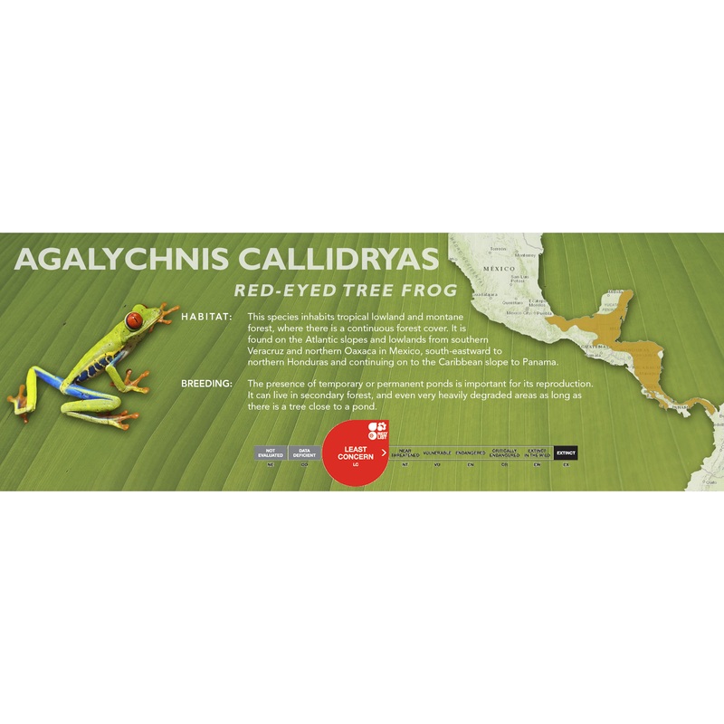 Red-Eyed Tree Frog (Agalychnis callidryas) – Classic Vivarium Label