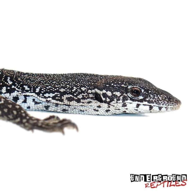 Similis Monitors For Sale