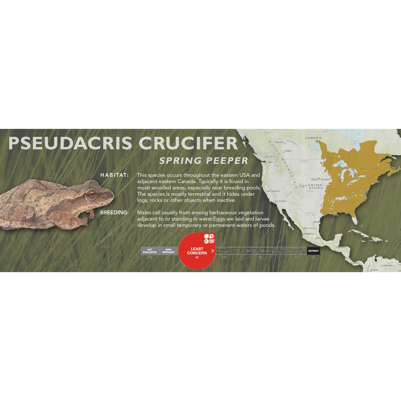 Spring Peeper (Pseudacris crucifer) – Classic Vivarium Label
