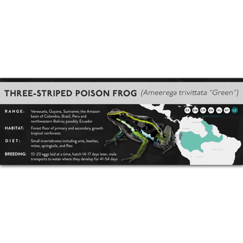 Three-Striped Poison Frog (Ameerega trivittata) – X Label Green Laminated Paper