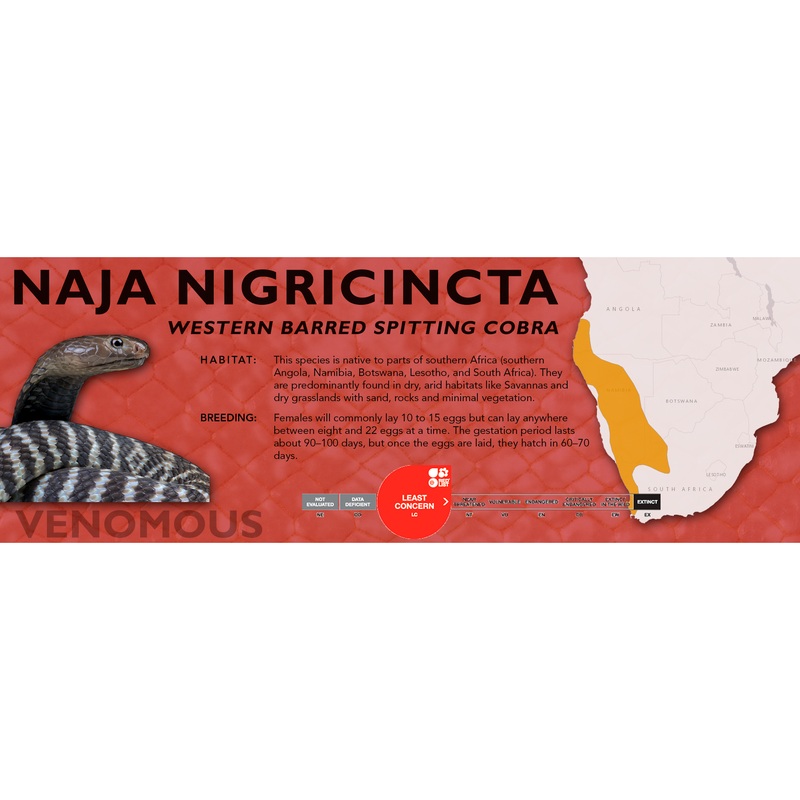 Western Barred Spitting Cobra (Naja nigricincta) Classic Vivarium Label Original