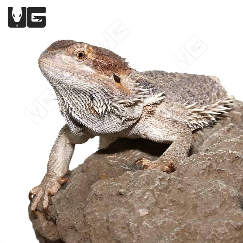 Adult Female Bearded Dragon (Pogona vitticeps) For Sale