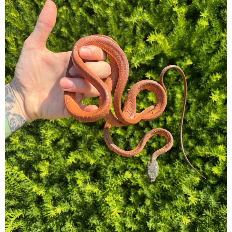 Adult Malaysian Black Headed Cat Snake (Male 1)