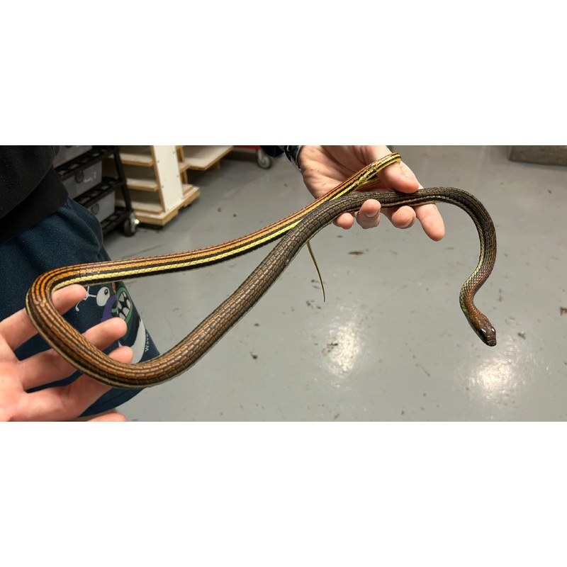 Adult Striped Bronzeback Snake Male