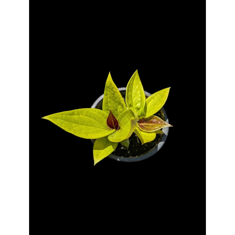 Anthurium jenmanii ‘Golden’