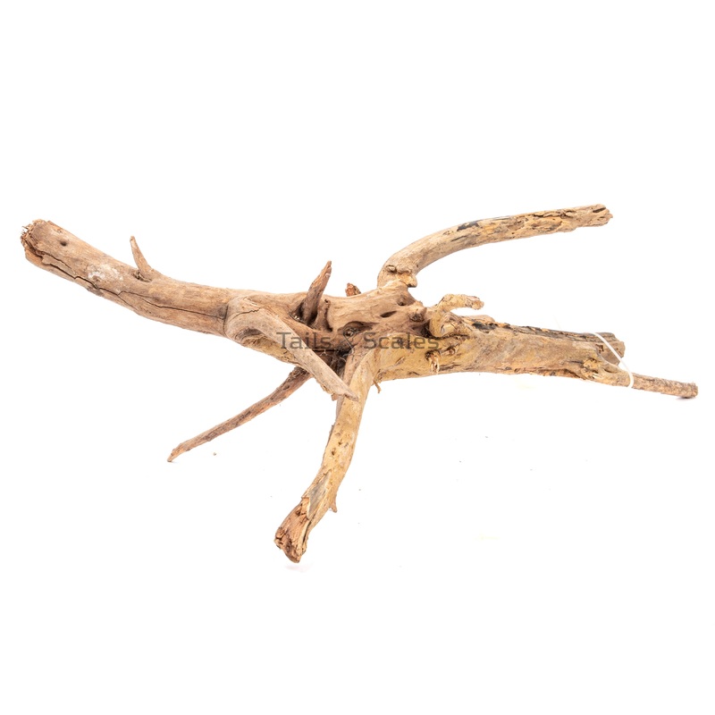 Aquaglobe Gandwana Wood (Clearance- Final Sale)