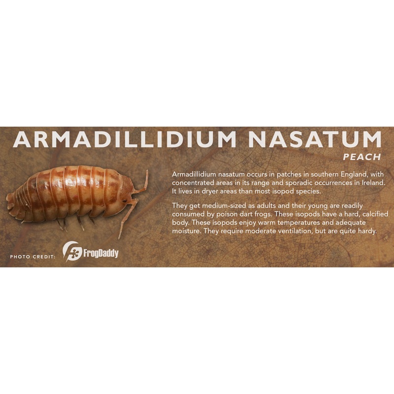 Armadillidium nasatum – Isopod Label Standard Size 7″ x 2.5″ Peach